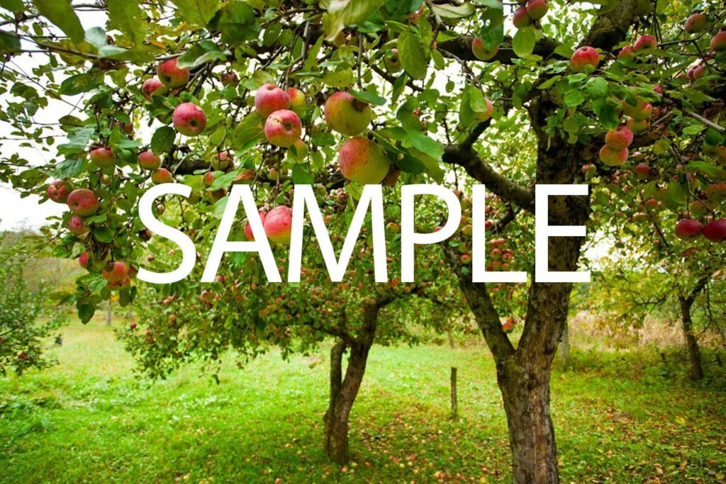 Community Orchard
